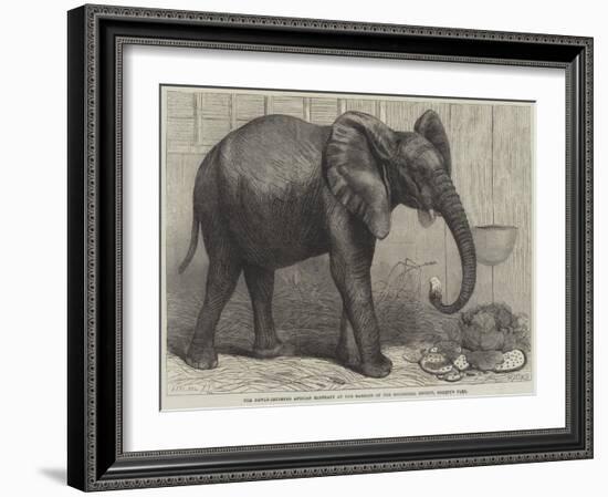The Newly-Imported African Elephant at the Gardens of the Zoological Society, Regent's Park-Friedrich Wilhelm Keyl-Framed Giclee Print