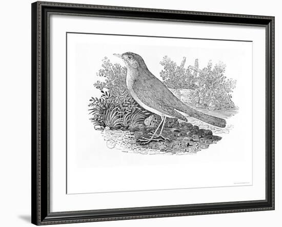 The Nightingale-Thomas Bewick-Framed Giclee Print