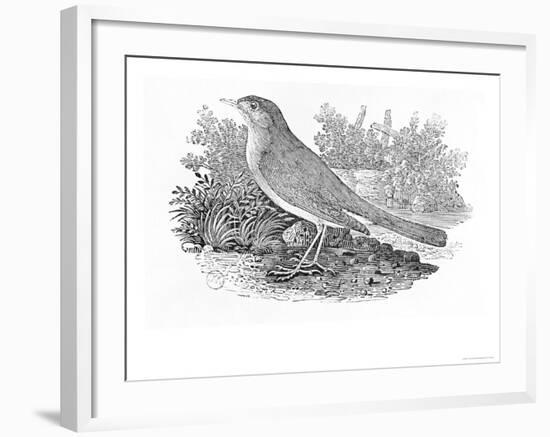 The Nightingale-Thomas Bewick-Framed Giclee Print