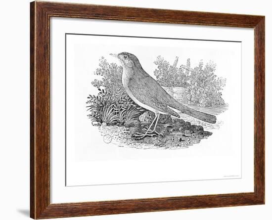 The Nightingale-Thomas Bewick-Framed Giclee Print