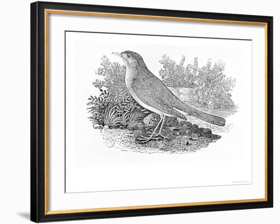 The Nightingale-Thomas Bewick-Framed Giclee Print