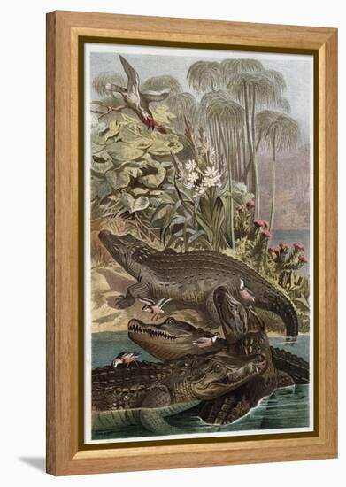 The Nile Crocodile by Alfred Edmund Brehm-Stefano Bianchetti-Framed Premier Image Canvas