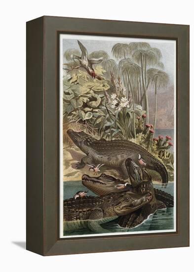 The Nile Crocodile by Alfred Edmund Brehm-Stefano Bianchetti-Framed Premier Image Canvas