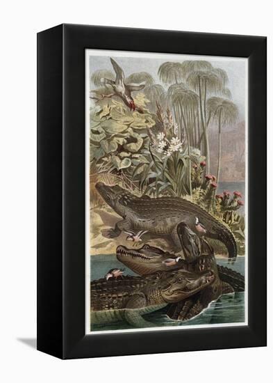 The Nile Crocodile by Alfred Edmund Brehm-Stefano Bianchetti-Framed Premier Image Canvas