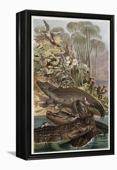 The Nile Crocodile by Alfred Edmund Brehm-Stefano Bianchetti-Framed Premier Image Canvas