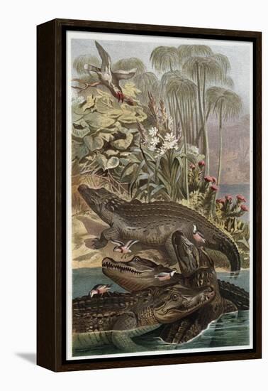 The Nile Crocodile by Alfred Edmund Brehm-Stefano Bianchetti-Framed Premier Image Canvas