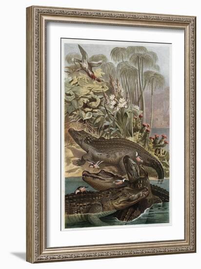 The Nile Crocodile by Alfred Edmund Brehm-Stefano Bianchetti-Framed Giclee Print