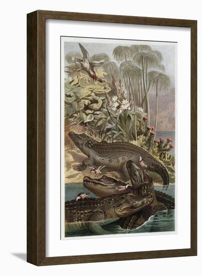 The Nile Crocodile by Alfred Edmund Brehm-Stefano Bianchetti-Framed Giclee Print