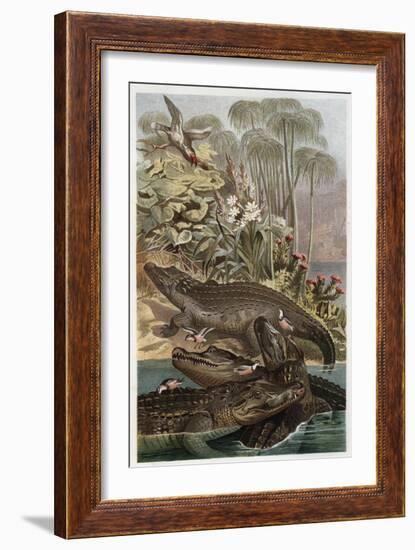 The Nile Crocodile by Alfred Edmund Brehm-Stefano Bianchetti-Framed Giclee Print
