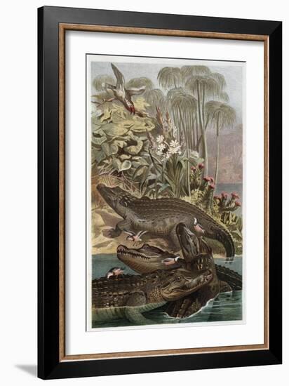 The Nile Crocodile by Alfred Edmund Brehm-Stefano Bianchetti-Framed Giclee Print