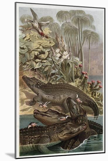 The Nile Crocodile by Alfred Edmund Brehm-Stefano Bianchetti-Mounted Giclee Print