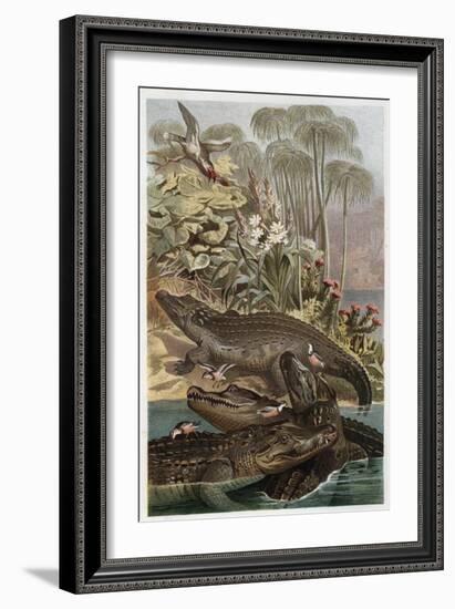 The Nile Crocodile by Alfred Edmund Brehm-Stefano Bianchetti-Framed Giclee Print