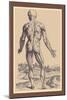 The Ninth Plate of the Muscles-Andreas Vesalius-Mounted Art Print
