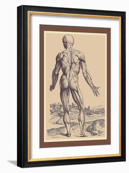 The Ninth Plate of the Muscles-Andreas Vesalius-Framed Art Print