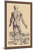 The Ninth Plate of the Muscles-Andreas Vesalius-Mounted Art Print