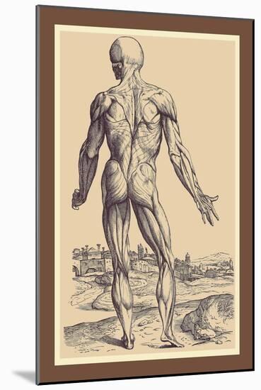 The Ninth Plate of the Muscles-Andreas Vesalius-Mounted Art Print