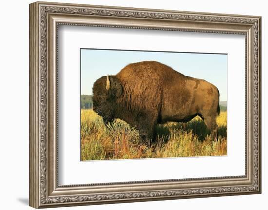 The Noble Bison-null-Framed Premium Giclee Print