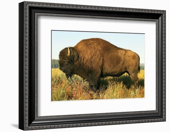 The Noble Bison-null-Framed Premium Giclee Print