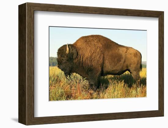 The Noble Bison-null-Framed Premium Giclee Print