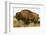 The Noble Bison-null-Framed Premium Giclee Print