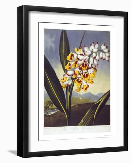 The Nodding Renealmia-Robert John Thornton-Framed Giclee Print