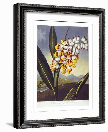 The Nodding Renealmia-Robert John Thornton-Framed Giclee Print