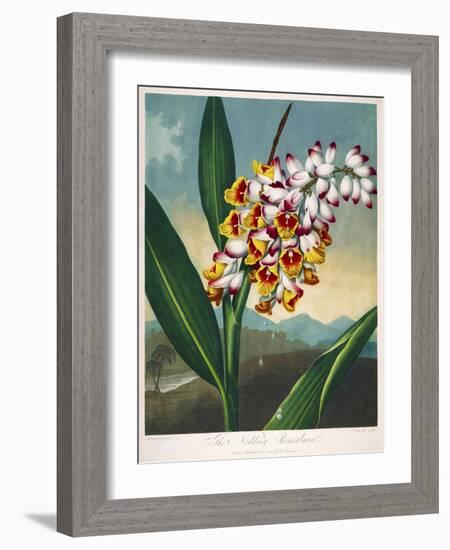 The Nodding Renealmia-null-Framed Giclee Print