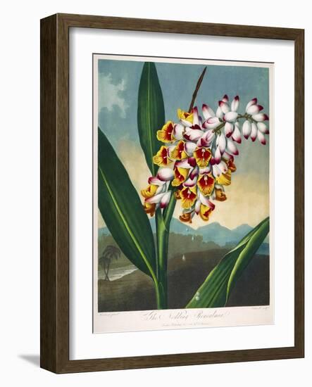 The Nodding Renealmia-null-Framed Giclee Print