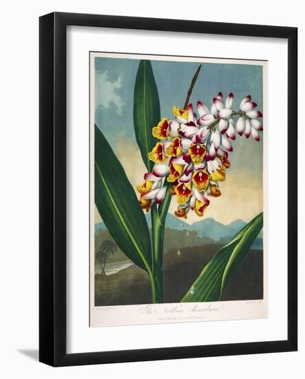 The Nodding Renealmia-null-Framed Giclee Print