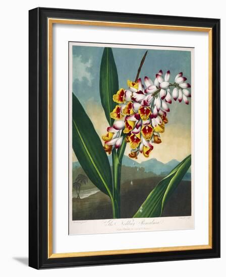 The Nodding Renealmia-null-Framed Giclee Print