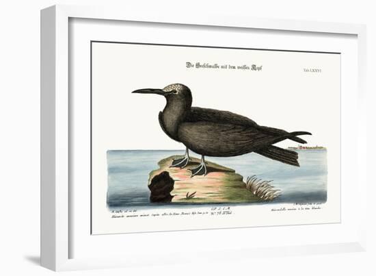 The Noddy, 1749-73-Mark Catesby-Framed Giclee Print