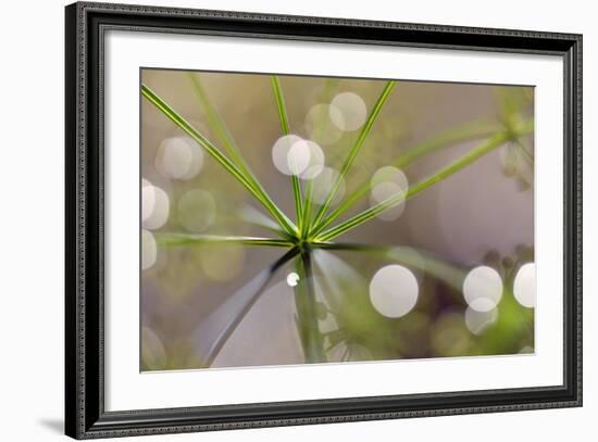 The Node-Heidi Westum-Framed Photographic Print