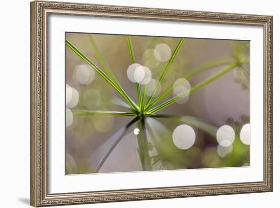 The Node-Heidi Westum-Framed Photographic Print