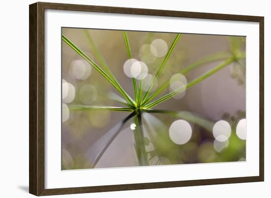 The Node-Heidi Westum-Framed Photographic Print