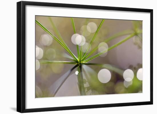 The Node-Heidi Westum-Framed Photographic Print