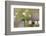 The Node-Heidi Westum-Framed Photographic Print