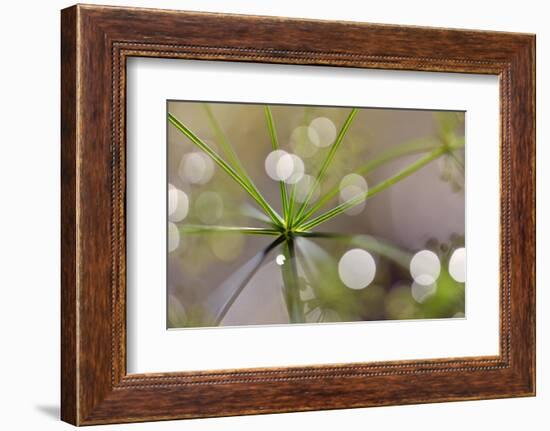 The Node-Heidi Westum-Framed Photographic Print