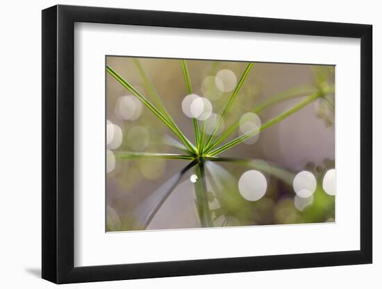 The Node-Heidi Westum-Framed Photographic Print