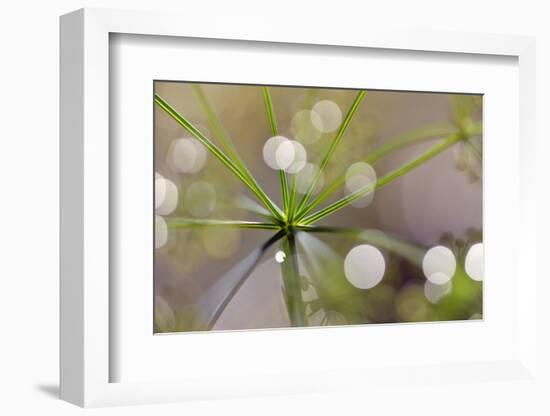 The Node-Heidi Westum-Framed Photographic Print