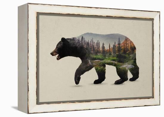 The North American Black Bear-Davies Babies-Framed Stretched Canvas