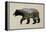 The North American Black Bear-Davies Babies-Framed Stretched Canvas