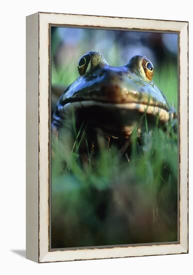 The North American Bullfrog, Rana Catesbeiana-David Nunuk-Framed Premier Image Canvas