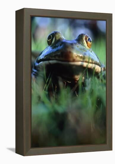 The North American Bullfrog, Rana Catesbeiana-David Nunuk-Framed Premier Image Canvas