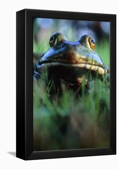 The North American Bullfrog, Rana Catesbeiana-David Nunuk-Framed Premier Image Canvas