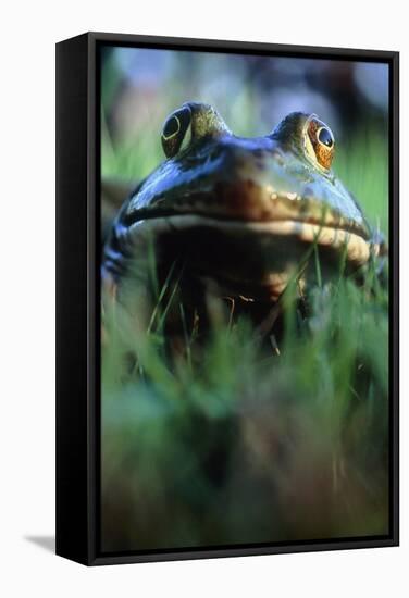 The North American Bullfrog, Rana Catesbeiana-David Nunuk-Framed Premier Image Canvas