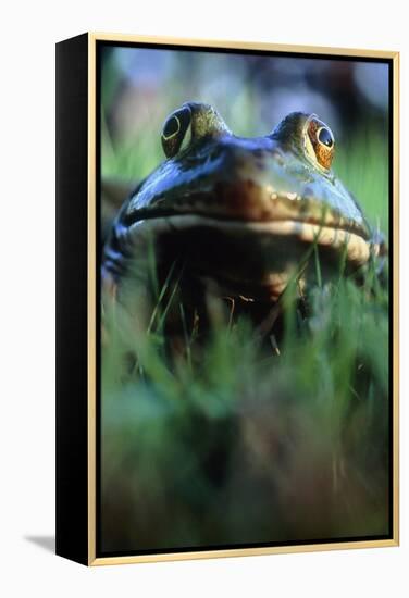 The North American Bullfrog, Rana Catesbeiana-David Nunuk-Framed Premier Image Canvas