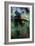 The North American Bullfrog, Rana Catesbeiana-David Nunuk-Framed Photographic Print