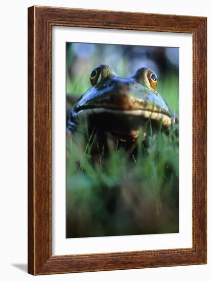 The North American Bullfrog, Rana Catesbeiana-David Nunuk-Framed Photographic Print