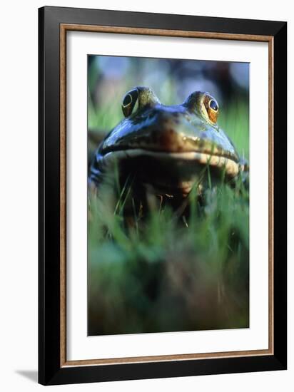 The North American Bullfrog, Rana Catesbeiana-David Nunuk-Framed Photographic Print