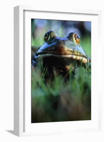 The North American Bullfrog, Rana Catesbeiana-David Nunuk-Framed Photographic Print